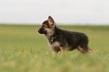 BERGER ALLEMAND 1106